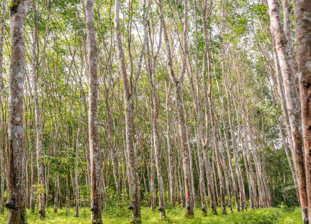 采购产品橡胶树，乳胶橡胶，种植园和树橡胶图片下载