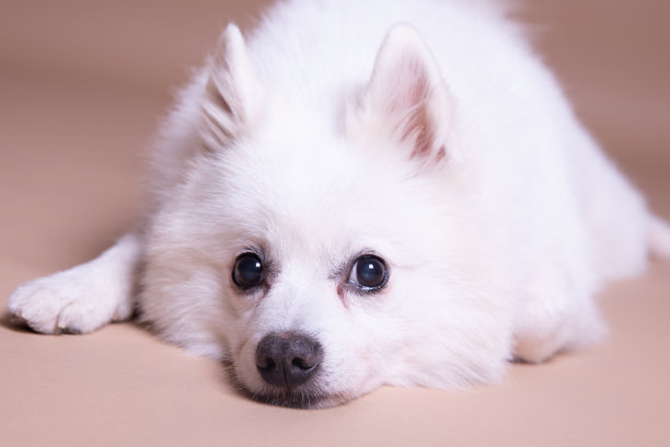 美丽的狗日本斯皮兹白色毛茸茸的狗狗可爱的小狗肖像图片下载