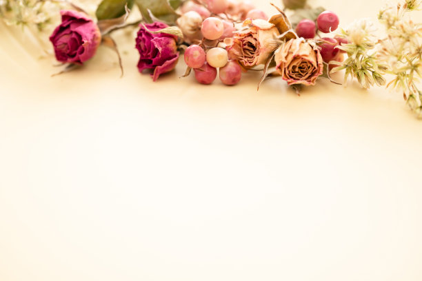 干的花图片下载