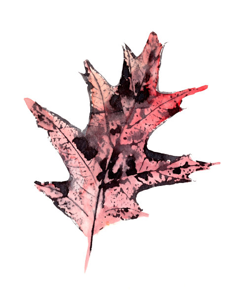 红秋北方橡树叶水彩水墨绘画图片下载