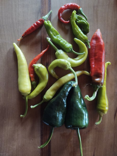 新鲜采摘的园椒图片下载