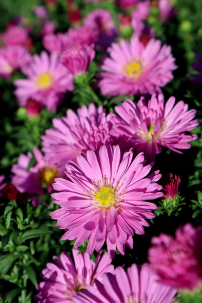 漂亮的粉色纽约紫菀图片下载