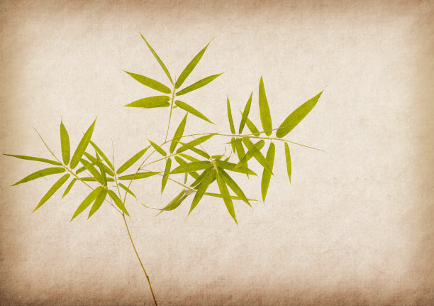 竹子在旧的垃圾纸纹理背景图片下载