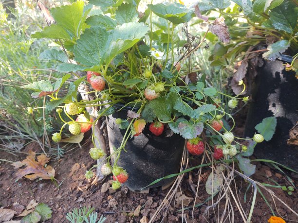 花园的草莓图片下载