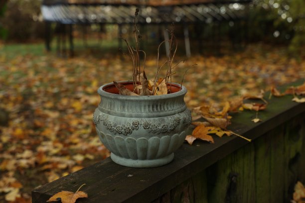 秋天花园里的陶瓷花盆和植物残骸图片下载