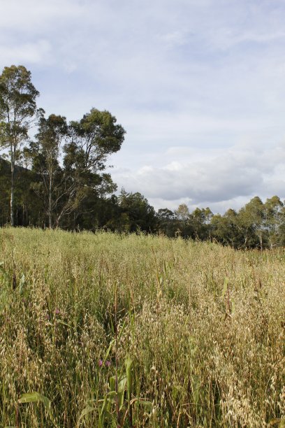 墨西哥的农业景观图片下载