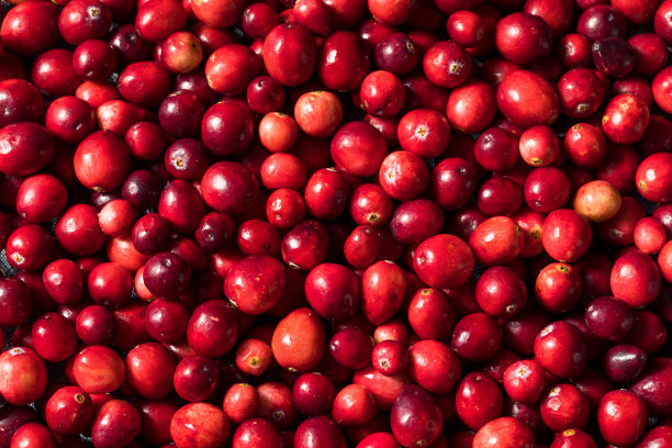 健康的红色有机蔓越莓图片下载