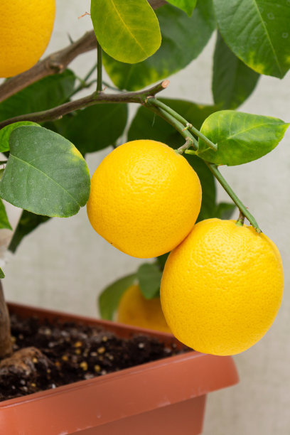成熟的黄橙柠檬果实挂在绿叶的树枝上。一个Volcameriana品种的盆栽柑橘植物的特写镜头。室内柑橘树生长。优雅的家居装饰图片下载