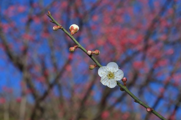 梅花图片下载