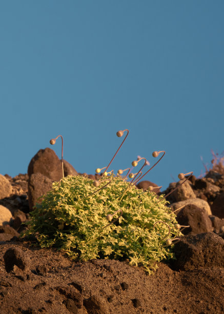 原生维管植物图片下载