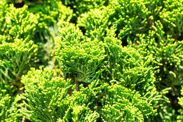 希诺基 - 舍因齐普勒斯 （查马西帕里斯迟钝）图片下载