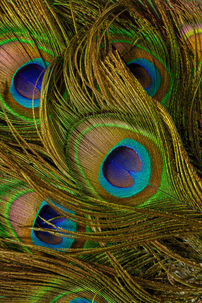 大孔雀羽毛，彩色和艺术孔雀羽毛。这是一组明亮的孔雀羽毛的微距照片。图片下载