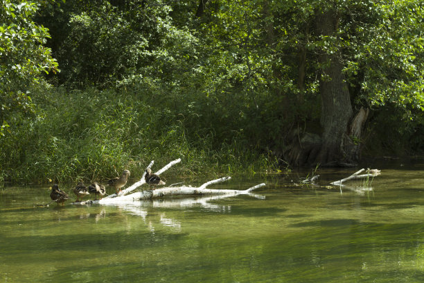野生动物在循环图片下载
