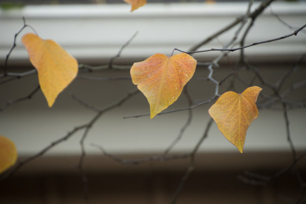 华盛顿，雷德蒙，秋天的菩提树的枝头只剩下几片金黄的叶子图片下载