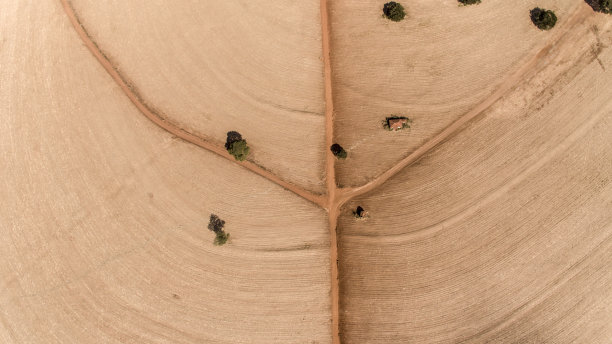 阳光下的甘蔗种植田鸟瞰图。图片下载