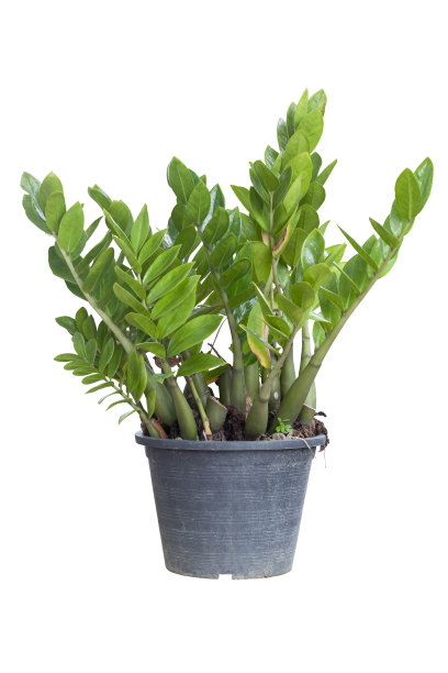 桑给巴尔宝石，环状棕榈或海芋蕨类植物在黑色塑料罐孤立在白色背景包括修剪路径。图片下载