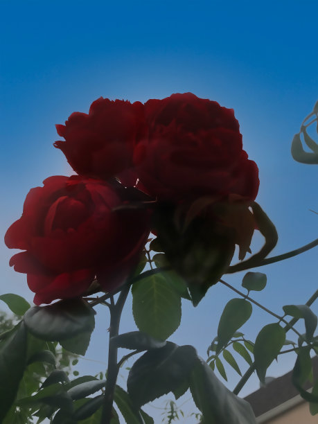 红玫瑰图片下载