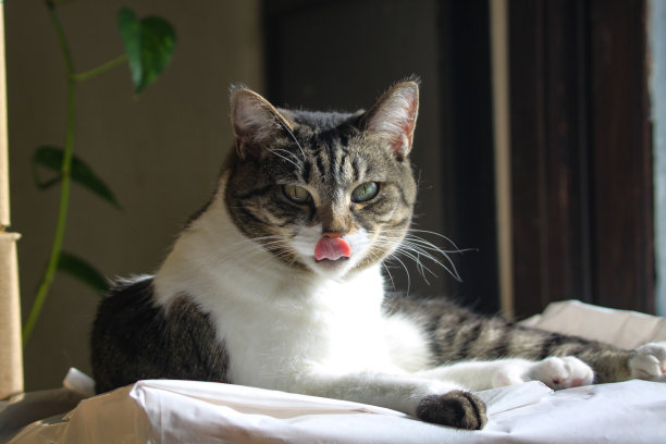 Kat休息图片下载