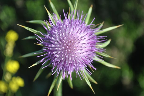 田野中盛开的奶蓟花图片下载