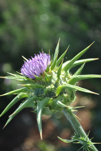 田野中盛开的奶蓟花图片下载
