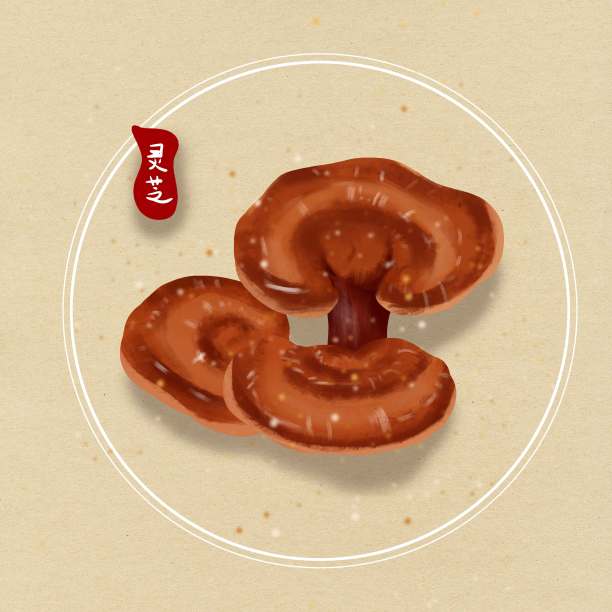 原创医师节药材灵芝图片下载