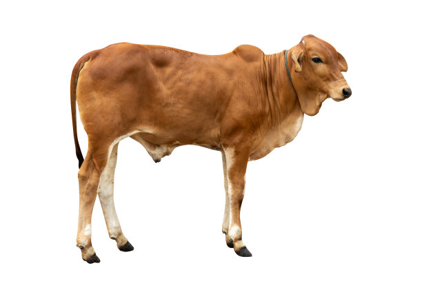 棕色奶牛孤立在白色背景与修剪路径图片下载