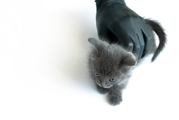 剥夺猫皮的特写镜头。疾病的宠物图片下载