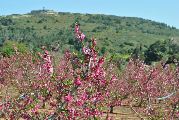 以色列盛开的杏树图片下载