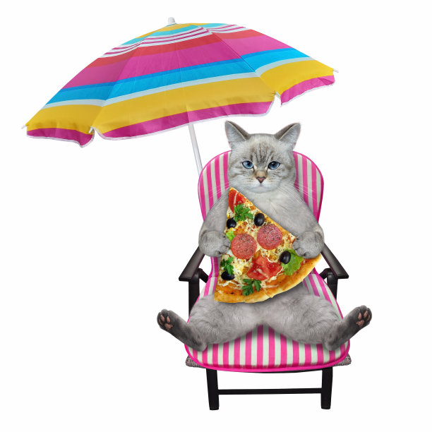 灰猫在沙滩椅上吃披萨图片下载