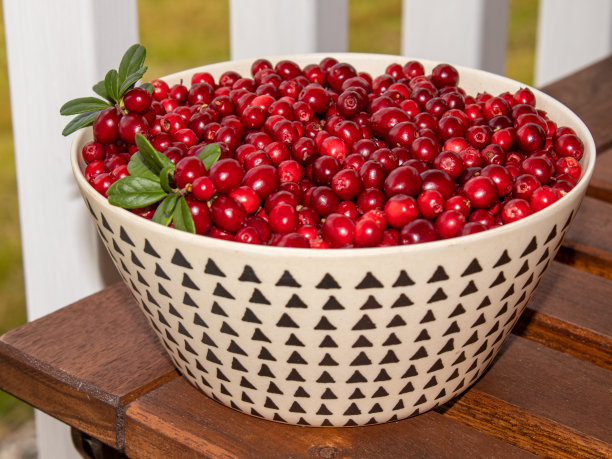 近距离观察新鲜采摘的越橘图片下载