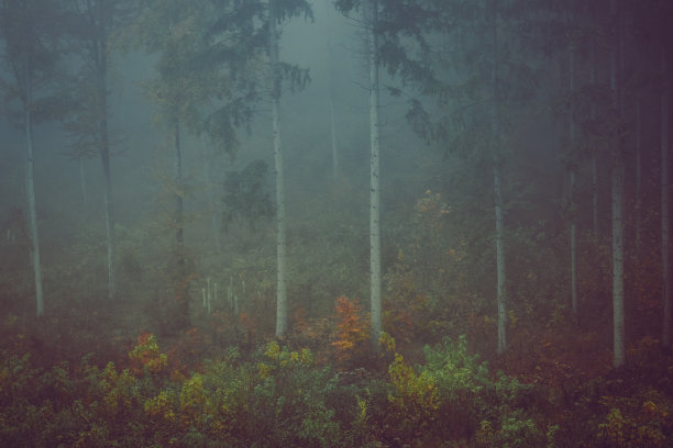 秋天的森林，浪漫，朦胧，雾蒙蒙的风景。复古的自然照片与戏剧性的色彩图片下载