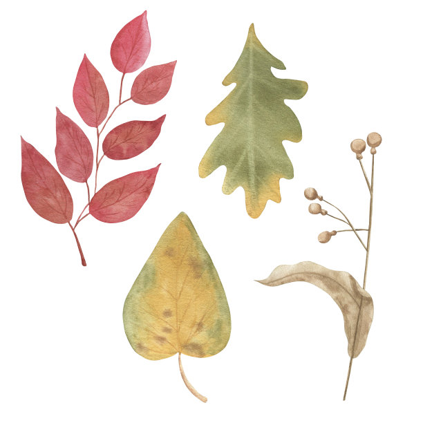 水彩秋叶之静美。手绘插图设计图片下载
