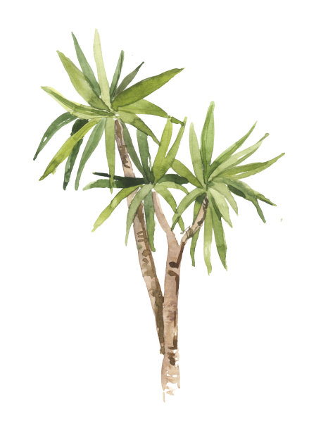 水彩手绘丝兰棕榈叶植物插图孤立在白色的背景图片下载