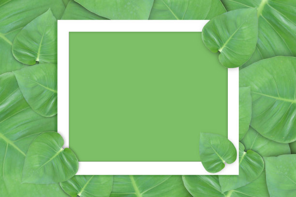创意布局由绿叶与纸卡便条，平铺，复制空间图片下载