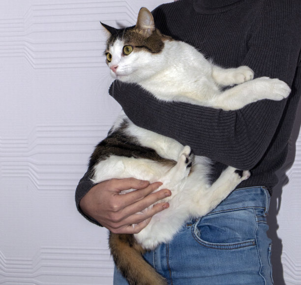 花斑猫在人膝上。关于爱护动物的照片。图片下载