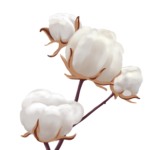 写实风棉花寒露图片下载