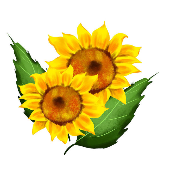 原创立秋向日葵图片下载