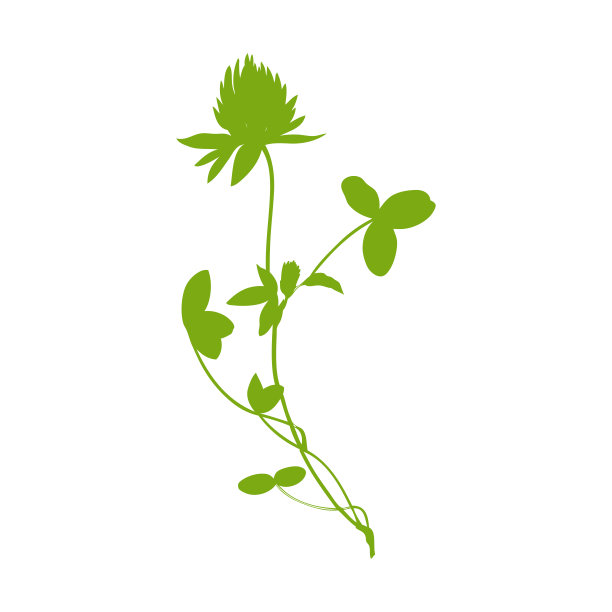 红色三叶草，三叶草野地花剪影孤立在白色背景上，手绘矢量插图形状为设计包装茶，化妆品，药品，贺卡，婚礼请柬图片下载