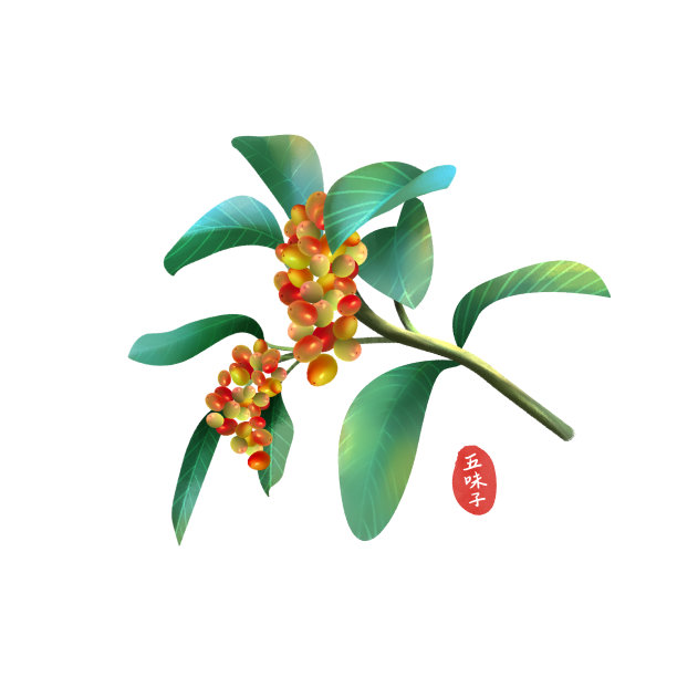 药材元素五味子图片下载