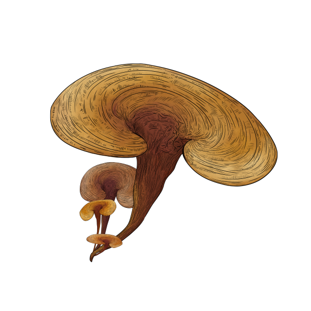 手绘中药材灵芝图片下载