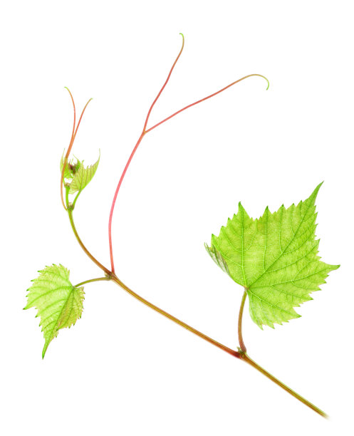 新鲜的绿色葡萄叶子在孤立的白色背景图片下载