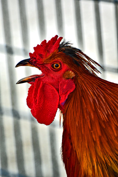 艺术的公鸡图片下载