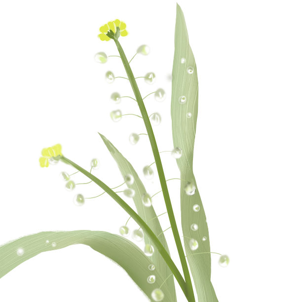 白露植物露水图片下载