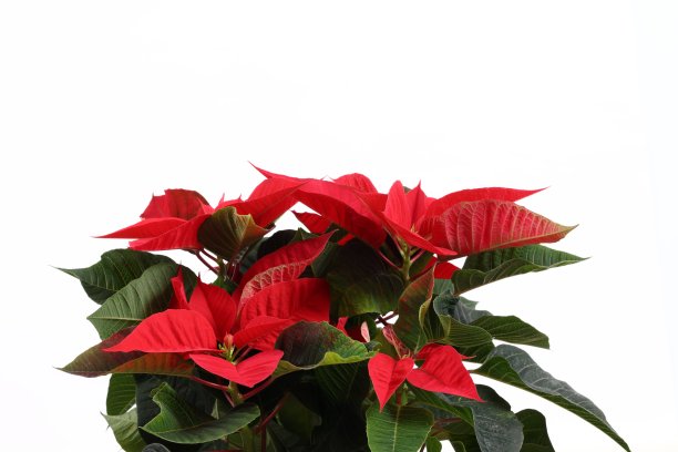 一品红的植物图片下载