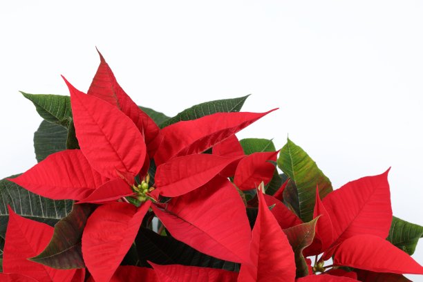 一品红的植物图片下载