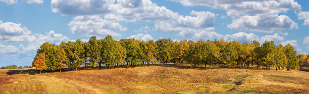 秋天的风景，全景，背景-小山被森林覆盖图片下载