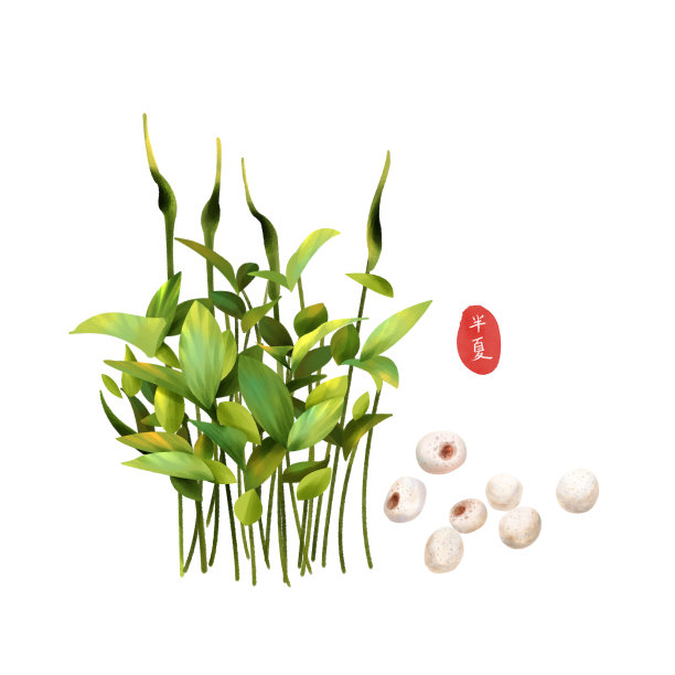 半夏药材元素图片下载