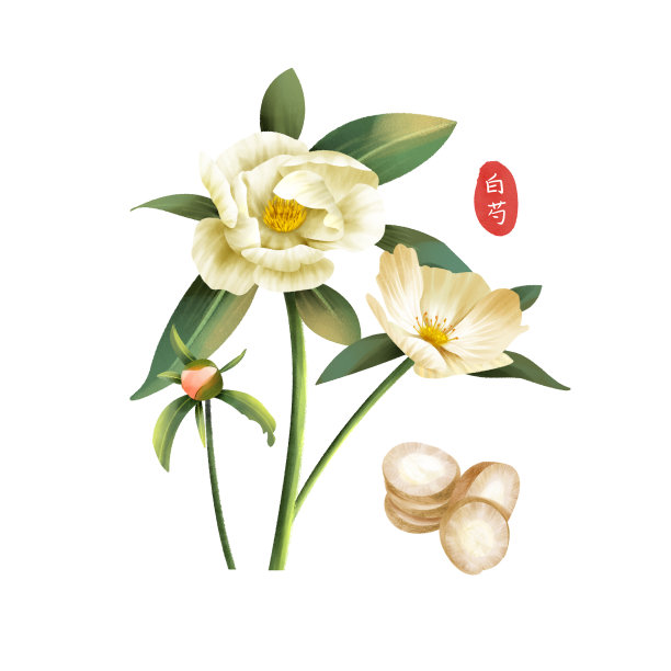 白芍药材元素图片下载