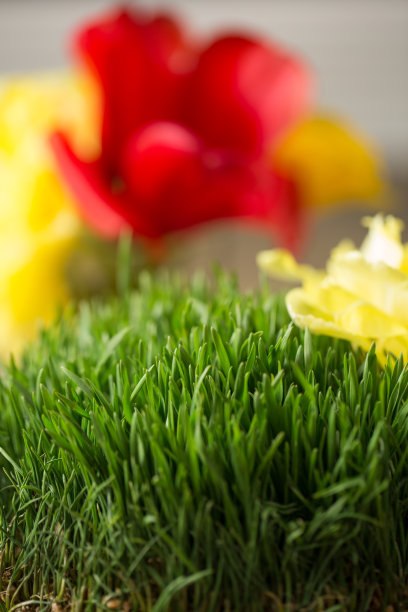 小麦生草图片下载