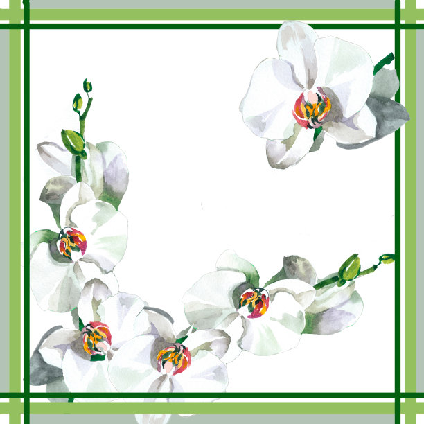 围巾设计白色兰花，花朵分枝水彩画在白色的背景。图片下载